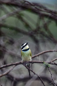 Bird perching on a branch