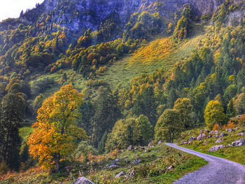 View of trees in forest during autumn