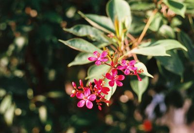 Close-up of pink flowering plant