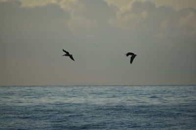 Bird flying over sea against sky