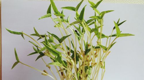 Close-up of plant against white background