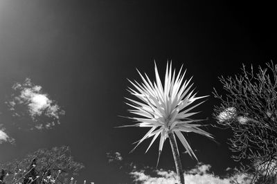 Close-up of dandelion against sky at night