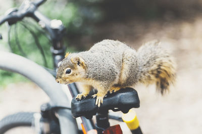 Close-up of squirrel on bicycle