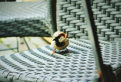 Sparrow on wicker chair