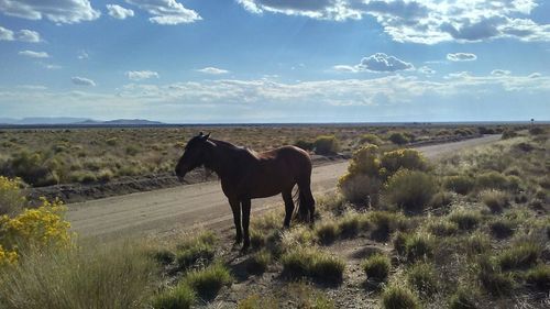 Horse standing on field against sky