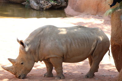 Side view of rhinoceros at zoo