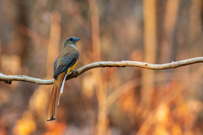 Close-up of bird perching on branch