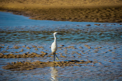 White heron on a lake