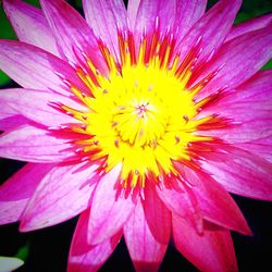 Close-up of pink flower