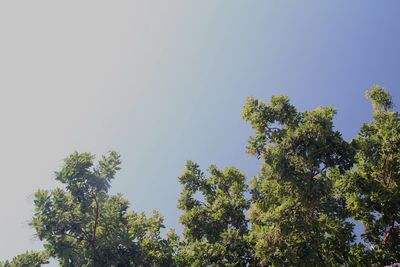 Low angle view of trees against clear sky
