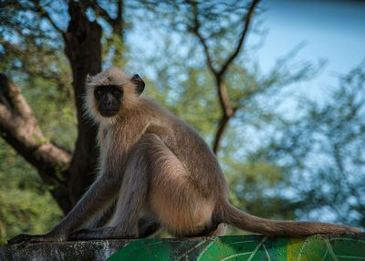 Low angle view of monkey sitting on tree in forest