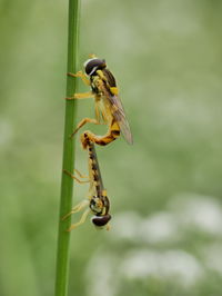 Close-up of insect on plant