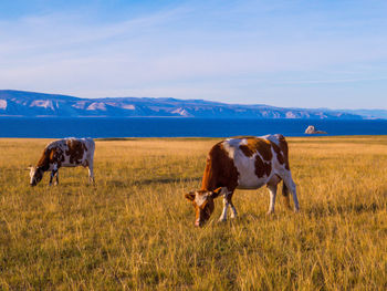 Cows in a field