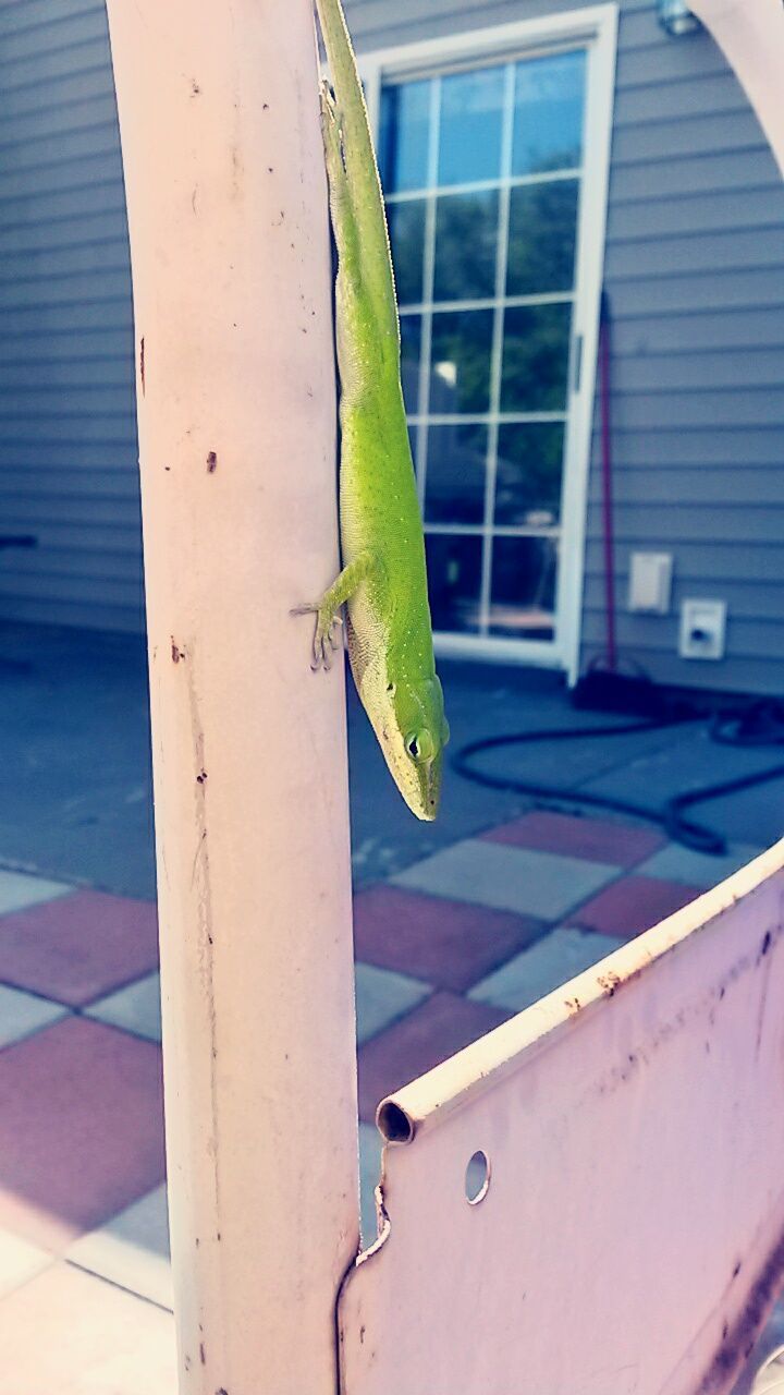 one animal, animal themes, animals in the wild, wildlife, green color, bird, close-up, built structure, blue, yellow, architecture, perching, leaf, day, outdoors, building exterior, no people, green, low angle view, focus on foreground