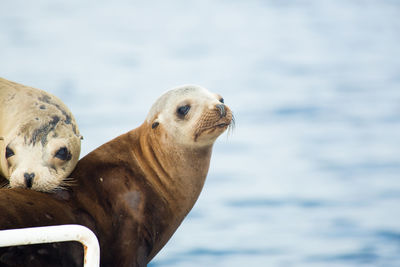 Close-up of seals against sea