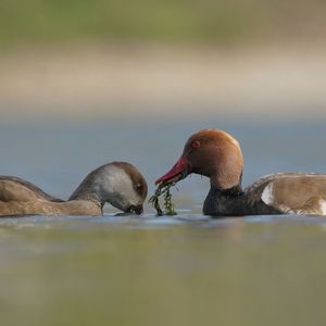 Ducks swimming in lake