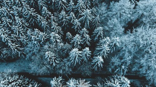 Full frame shot of snowflakes on window