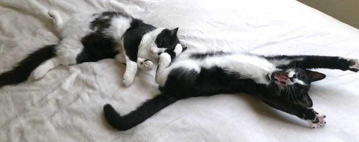 High angle view of cat sleeping on bed at home