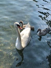 High angle view of swans swimming in lake