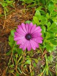 High angle view of pink flower in bloom