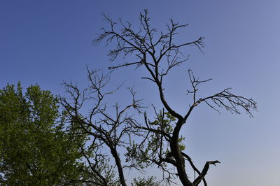 Low angle view of bare tree against clear blue sky