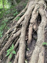 Close-up of tree trunk in forest