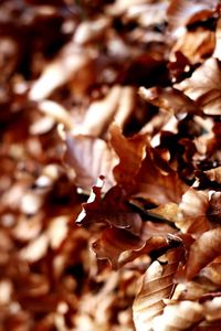 Full frame shot of dry autumn leaves