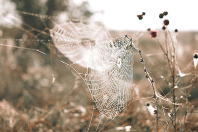 Close-up of spider web on plant at field