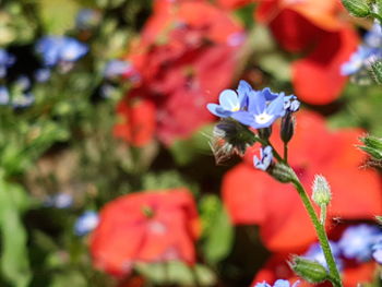 Close-up of red flowering plant