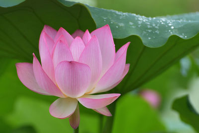 Close-up of pink flower