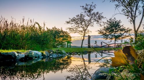 View of plants against calm river