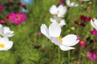 Close-up of white flower