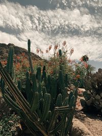 Cactus growing on field against sky