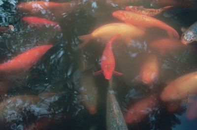 Koi carps swimming in pond