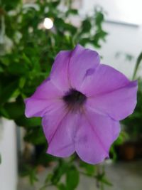 Close-up of purple flower blooming outdoors