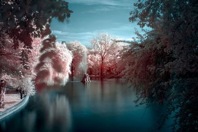 Reflection of trees in water