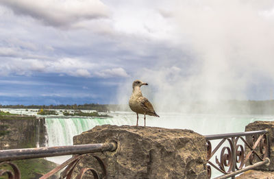 Seagull perching on wooden post against sky