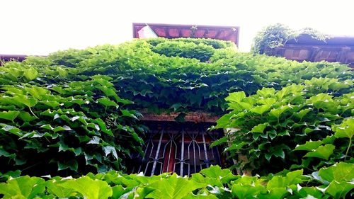 Ivy growing in greenhouse