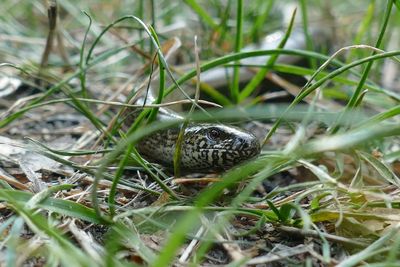 Close-up of snail on field