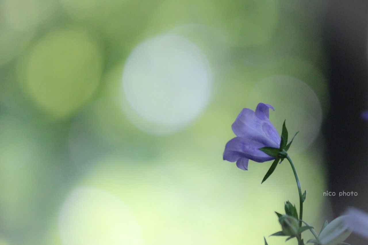 flower, flowering plant, plant, freshness, beauty in nature, petal, growth, close-up, vulnerability, fragility, inflorescence, flower head, nature, no people, focus on foreground, outdoors, purple, day, plant stem, selective focus