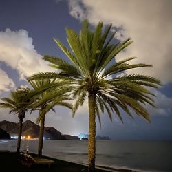 Palm tree by sea against sky