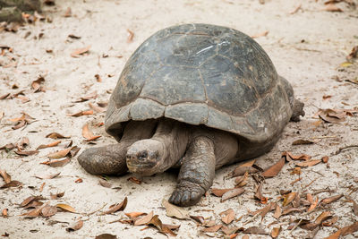 Close-up of tortoise on sand