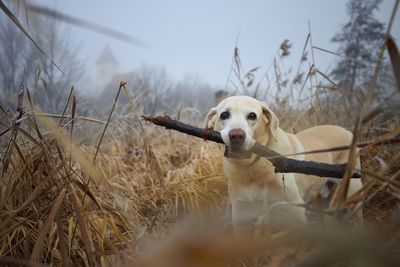Dog walking in reeds against autumn landscape in fog. labrador retriever carrying stick in mouth.