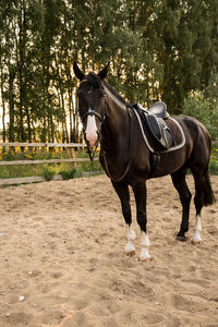 Saddled horse stands on the sand in the paddock at sunset.