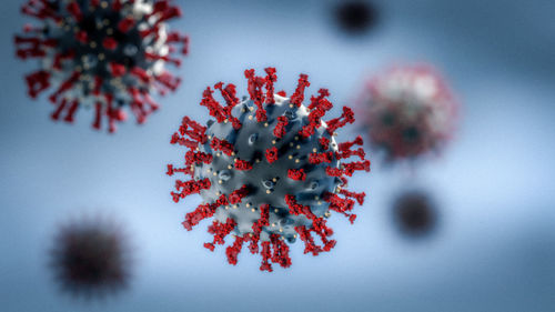 Close-up of plant in snow