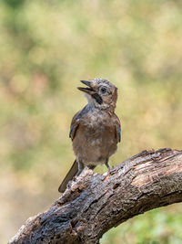 Close-up of bird perching on branch against blurred background