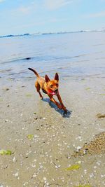 Portrait of dog on beach against sky