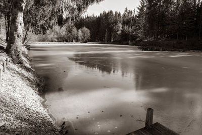 Scenic view of lake in forest