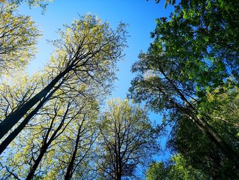 Low angle view of trees against sky