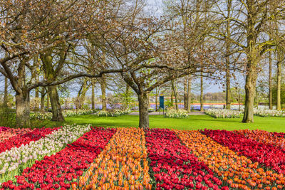 View of flower trees in field